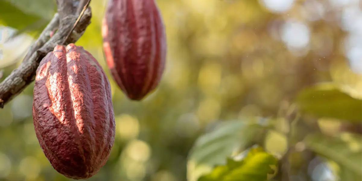 Investigadores suizos desarrollan un nuevo chocolate que sustituye azúcar por gelatina de cacao