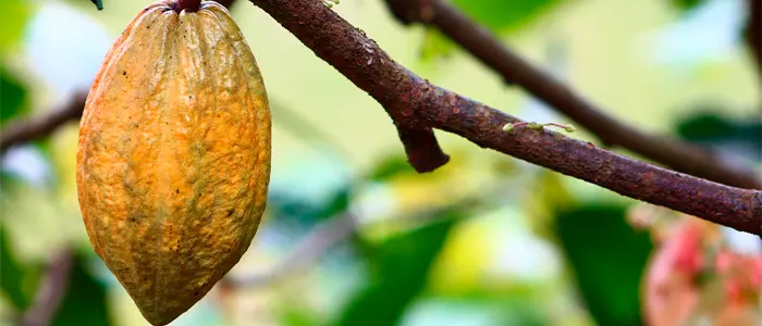 Un estudio plantea incentivos para reducir el trabajo infantil en producciones de cacao de Ghana