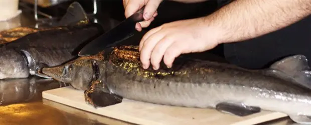 El esturión y el ciervo rojo, productos escogidos para el Bocuse d’Or Europa