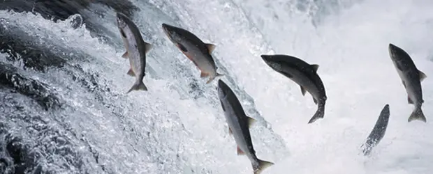 Arranca la temporada de salmón salvaje de Alaska