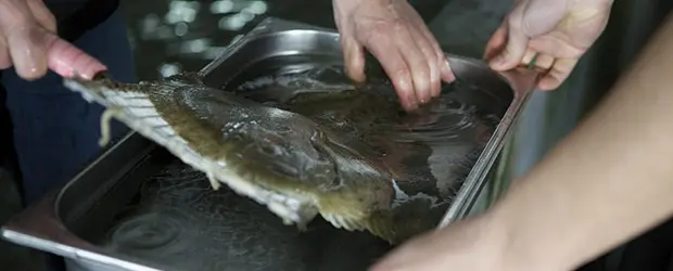 El Ike Jime y su influencia en  la calidad del pescado