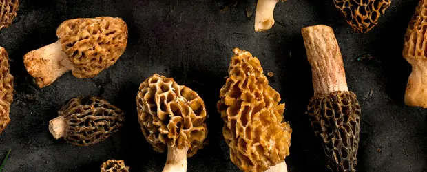 Los trucos de Llorenç Petràs para cocinar, recolectar y degustar setas