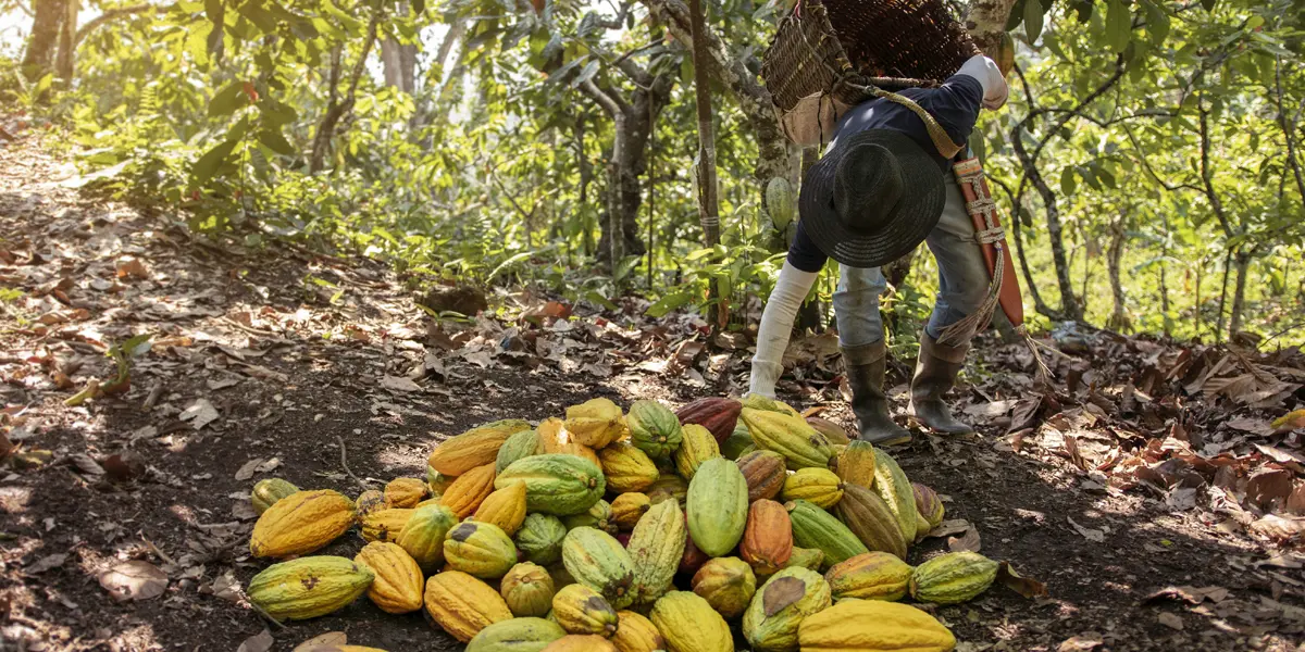 Los ingresos de los productores de cacao de Ghana siguen descendiendo según Oxfam