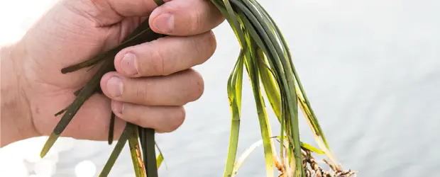 El cereal marino, germen de un futuro sostenible