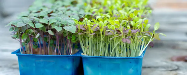 Koppert Cress presenta dos nuevos cress Bicolor Mustard Cress y Shiso Bicolor