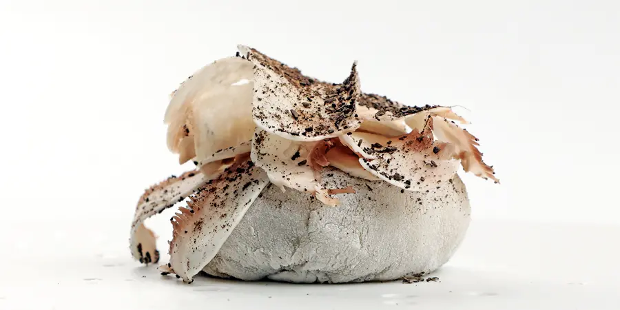 Imagen de Mochi de setas con crema de parmesano y gel de trompeta de la muerte