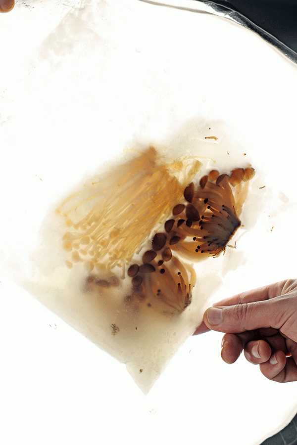 Maduración de níscalos en bolsa de vacío