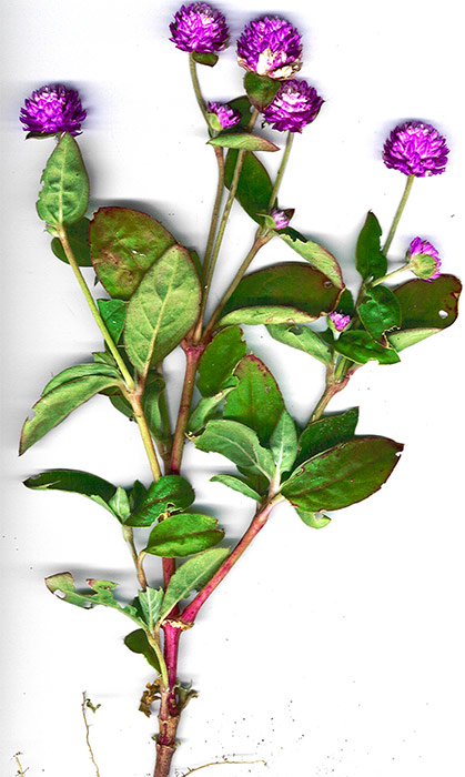 Gomphrena Globosa L.