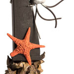 detalle estrella de mar de Sergi Vela