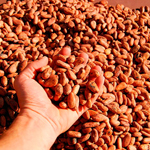cacao Pangea