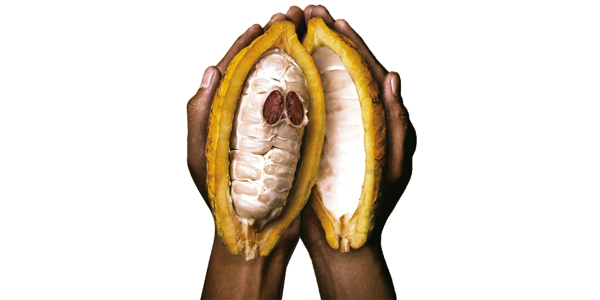 Fruto de cacao