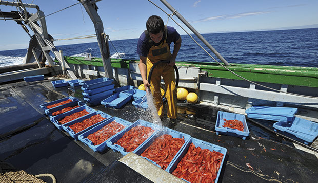 Gambas en el pesquero