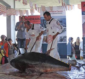 Pesca del atún